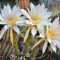 Cacto echinopsis eyriesii